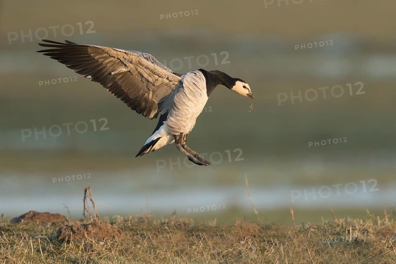 Barnacle Goose (Branta leucopsis) landing, North Rhine-Westphalia, Germany