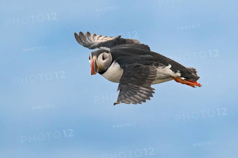 Atlantic Puffin (Fratercula arctica) flying, Iceland