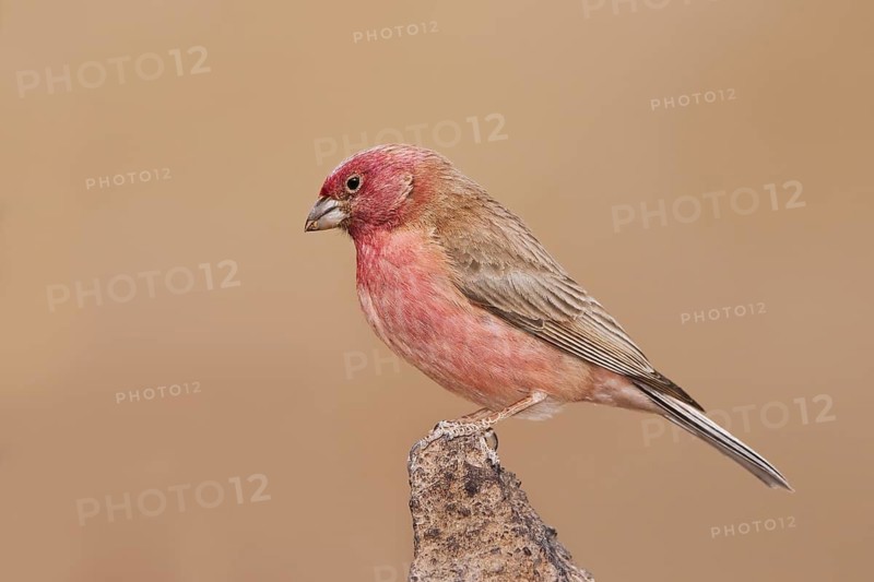 Sinai Rosefinch (Carpodacus synoicus) male, Eilat, Israel