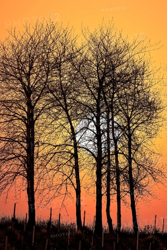 Cherry trees, sun, sunset, Baden-Württemberg