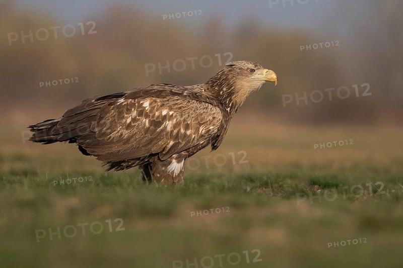 White-tailed Eagle (Haliaeetus albicilla) subadult, Subotica, Hungary