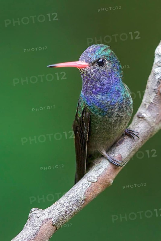 White-chinned Sapphire (Hylocharis cyanus) perched on a branch in the Atlantic rainforest of southeast Brazil