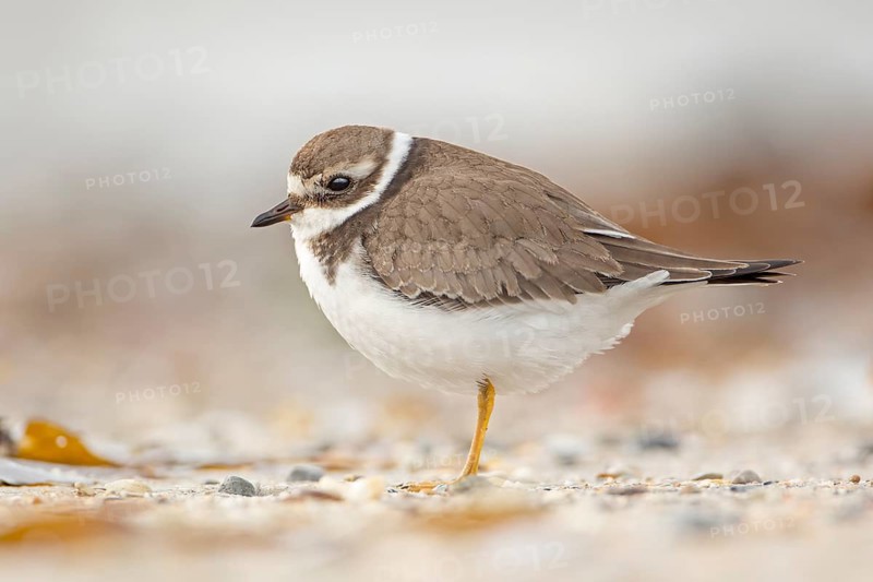 Common Ringed Plover (Charadrius hiaticula) juvenile, Schleswig-Holstein, Germany