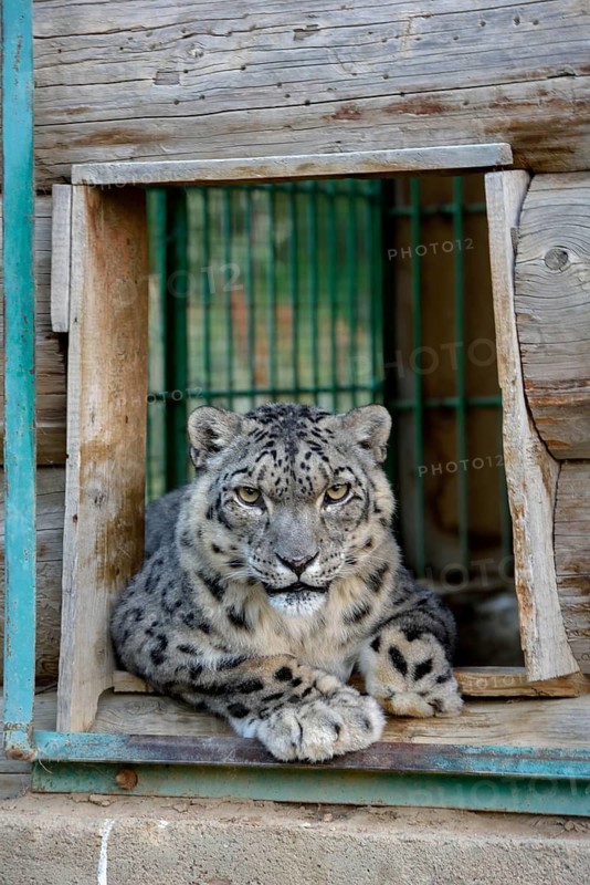 Snow leopard (Panthera uncia), captive, reception station of the German Nature Conservation Association, near Ananjevo, Kyrgyzstan