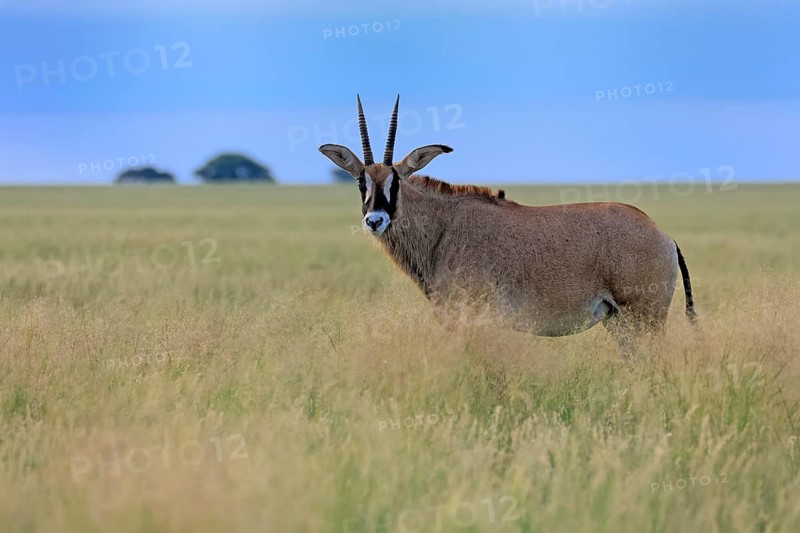 Roan antelope (Hippotragus equinus), adult, alert, Mokala National Park, Northern Cape, South Africa
