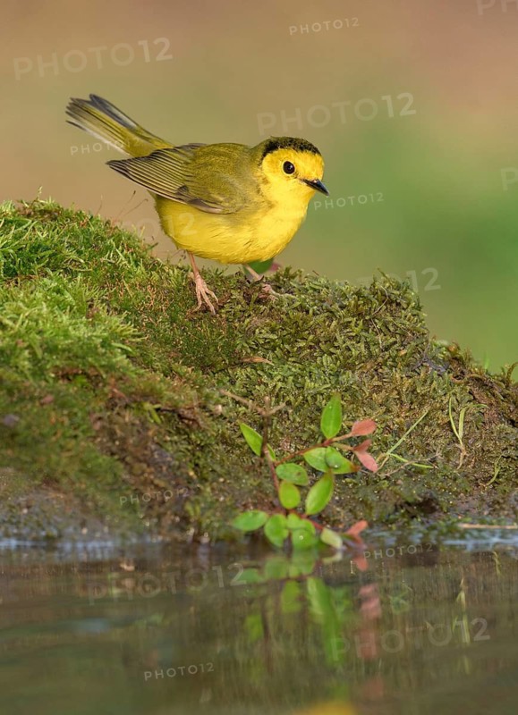 Hooded Warbler (Setophaga citrina) female at a waterhole, Texas, USA
