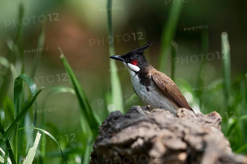 Red-whiskered Bulbul (Pycnonotus jocosus hainanensis), Yunnan, China