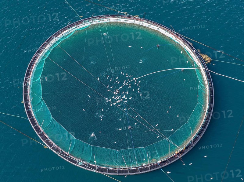 Cages of a salmon farm, at Raften at the Raftsund, the waterway between Lofoten and Vesteralen, aerial view top-down, Norway