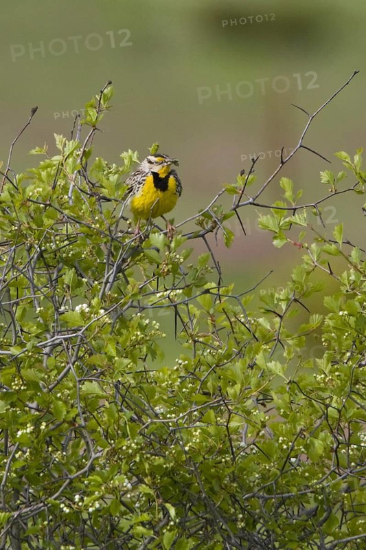 Eastern Meadowlark (Sturnella magna), Ontario, Canada