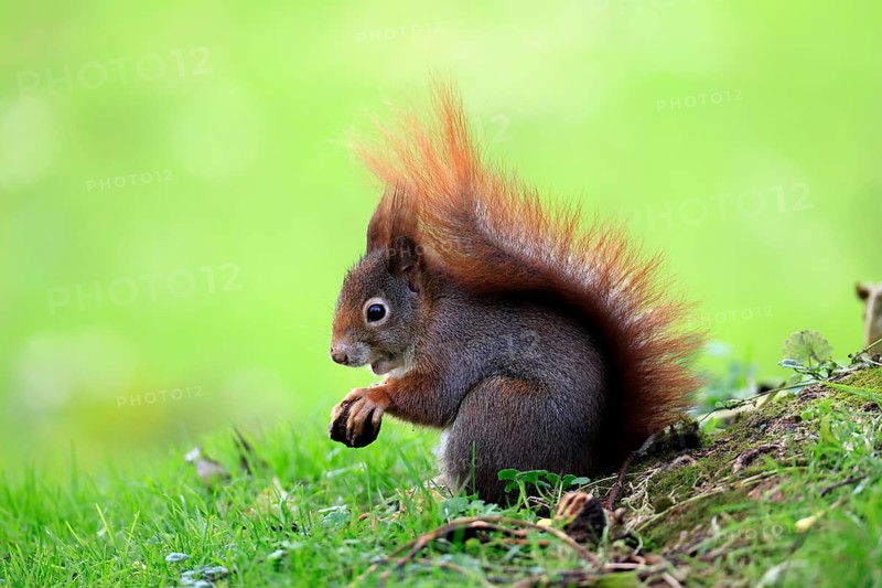 Squirrel (Sciurus vulgaris), adult, in a meadow, eating, with food, walnut, Mannheim, Germany