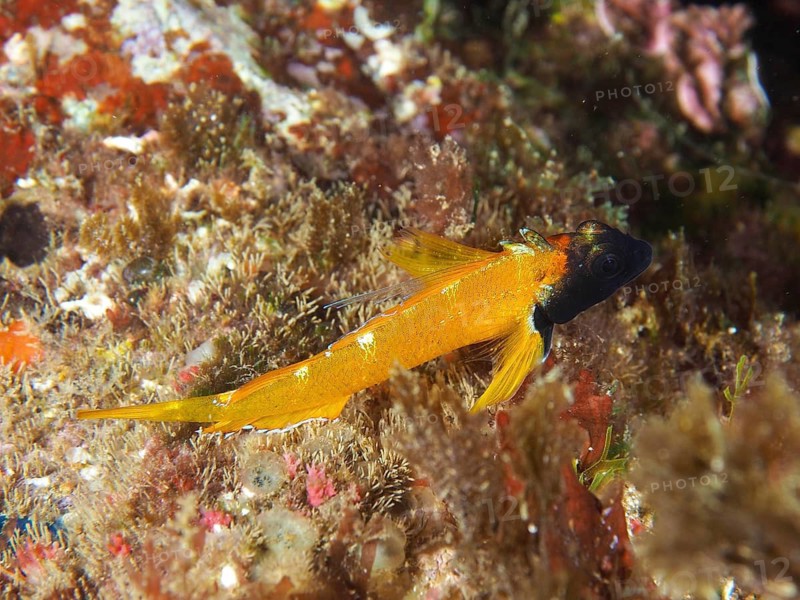 Black-faced blenny (Tripterygion delaisi) resting between algae, dive site Giens Peninsula, Mediterranean Sea, Porquerolles, Provence, Côte d'Azur, France