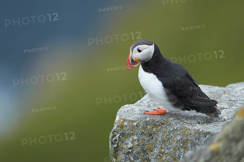 Atlantic Puffin (Fratercula arctica) perched on cliff, Dovrefjell, Norway