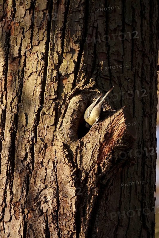 Tit examining a tree cave, winter, Germany