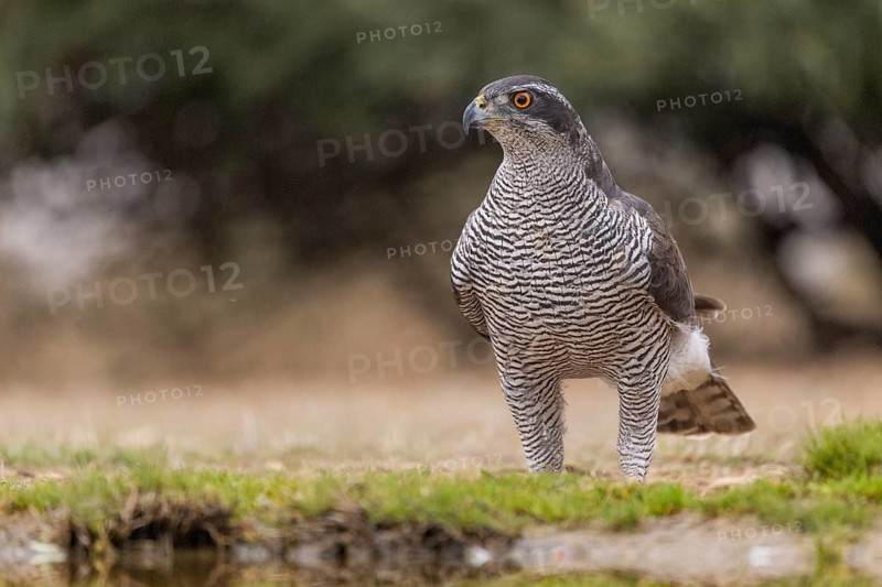 Goshawk (Accipiter gentilis), Catalonia, Spain