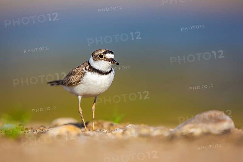 Little Ringed Plover (Charadrius dubius) female foraging, North Rhine-Westphalia, Germany