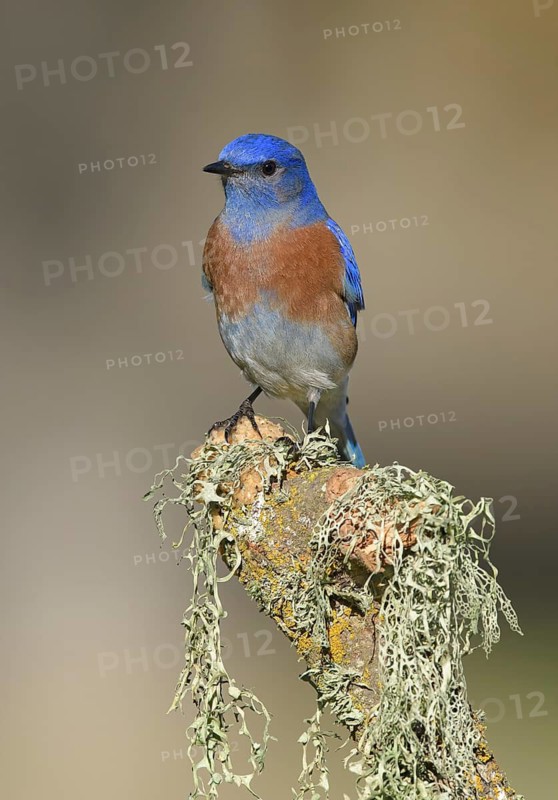 Western Bluebird (Sialia mexicana) male perched on a branch, California, USA