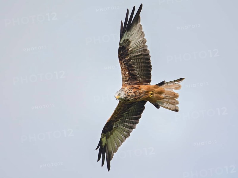 Red Kite (Milvus milvus) flying, Wales, United Kingdom