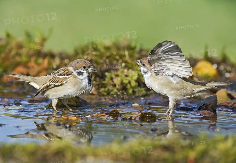 Eurasian Tree Sparrow (Passer montanus) figthting at a waterhole, Aosta Valley, Italy
