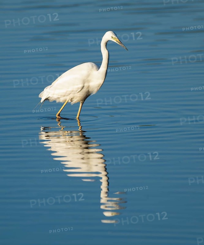 Great White Egret (Ardea alba) foraging in the shallow water zone of a lake, blue water, Lower Saxony, Germany