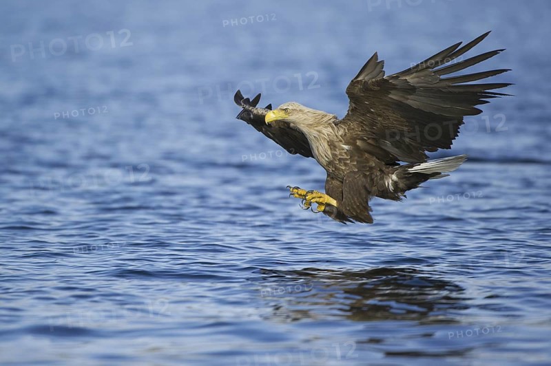 White-tailed Eagle (Haliaeetus albicilla) flying, Nord-Trondelag, Norway