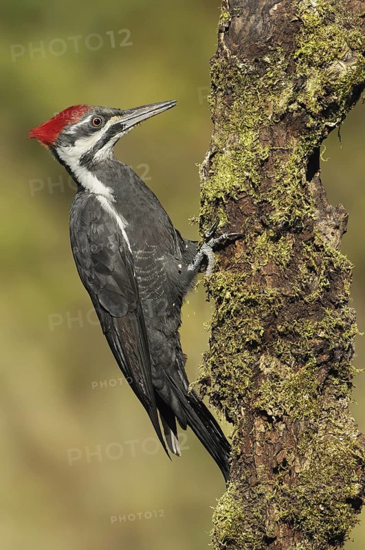 Pileated Woodpecker (Dryocopus pileatus), British Columbia, Canada
