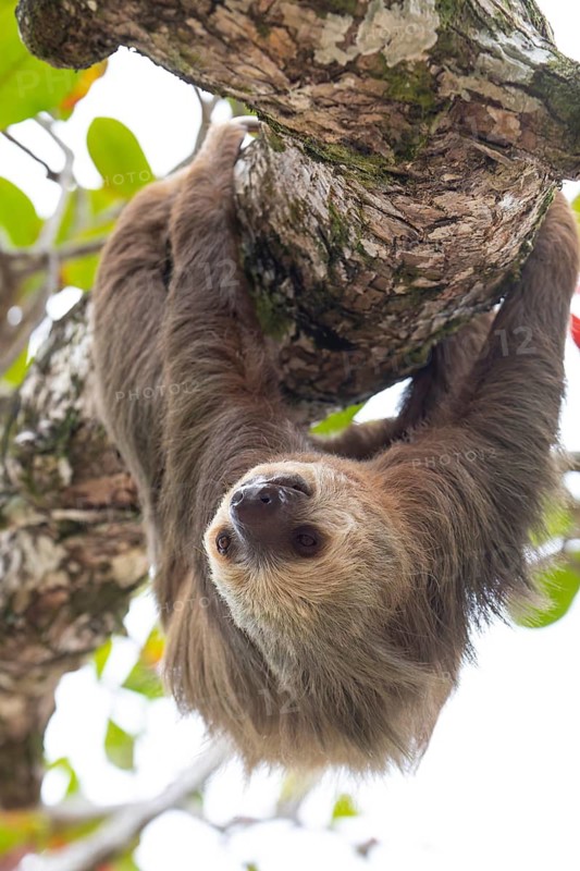 Male two toed sloth (Choloepus didactylus) hanging upside down and climbing on almond tree. Beach, Punta Uva, Limon, Caribbean, Costa Rica