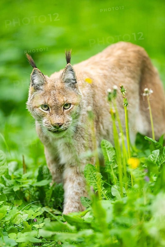 Eurasian lynx (Lynx lynx) walking through the grass, Bavaria, Germany