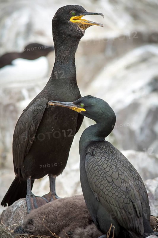 European Shag (Phalacrocorax aristotelis), Farne Islands, United Kingdom