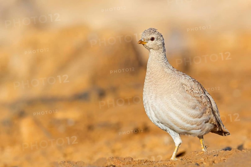 Arabian desert partridge, (Ammoperdix heyi), Arabian desert partridge, eastern sand grouse, animals, birds, sand partridge, pheasant family, chicken birds, desert chickens, sand grouse, Celias Waterhole, Ezuz, HaDarom, Israel