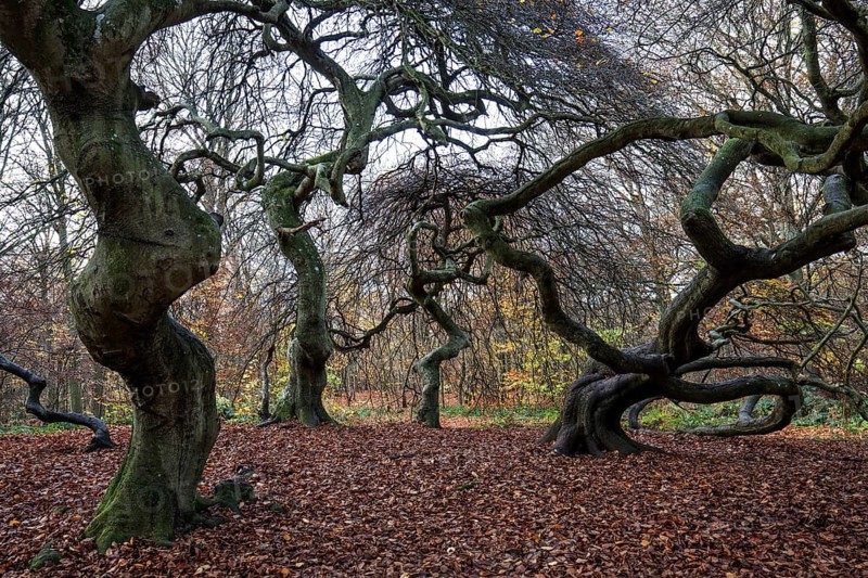 Süntelbuchen (Fagus sylvatica), cripple beeches, Hexenwald, Semper Forest Park, near Lietzow, Rügen, Mecklenburg-Western Pomerania, Germany