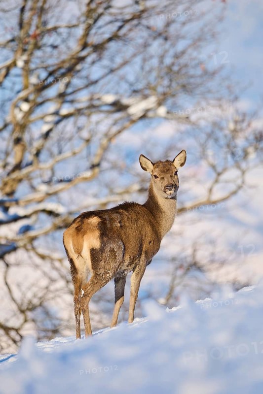 Red deer (Cervus elaphus) hind on a snowy meadow in the mountains in tirol, Kitzbühel, Wildpark Aurach, Austria