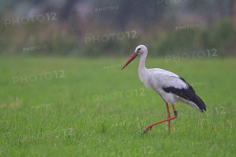 White Stork (Ciconia ciconia) foraging, North Rhine-Westphalia, Germany