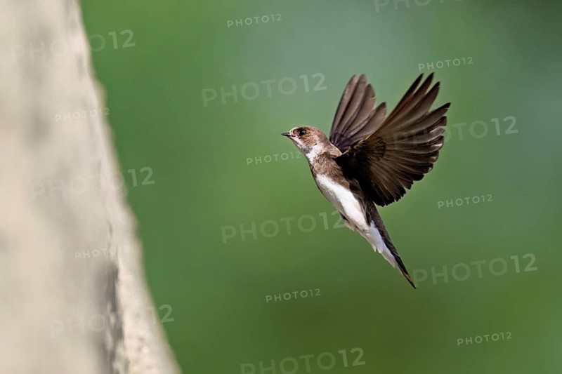 Sand martin (Riparia riparia), approaching the breeding tube, Reussegg nature reserve, Canton Aargau, Switzerland