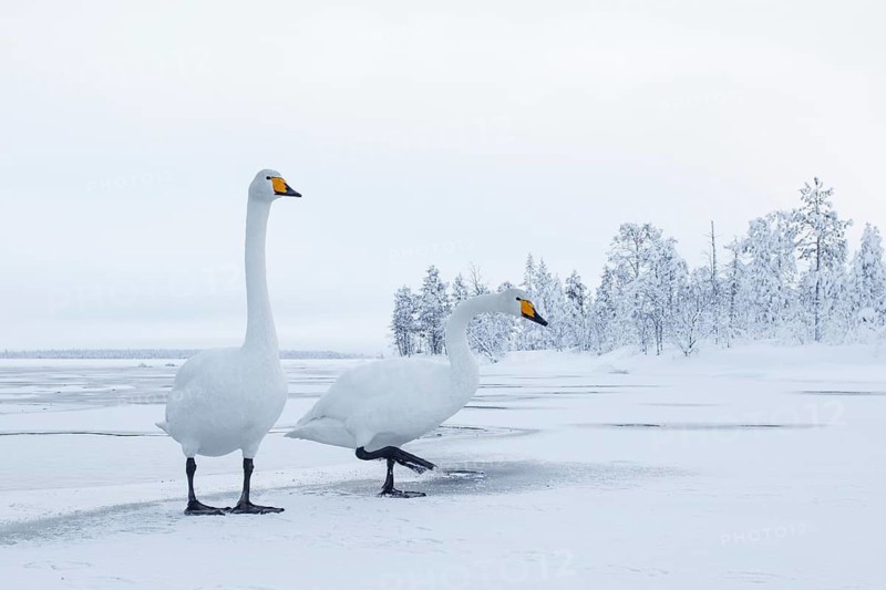 Whooper Swan (Cygnus cygnus), Finland