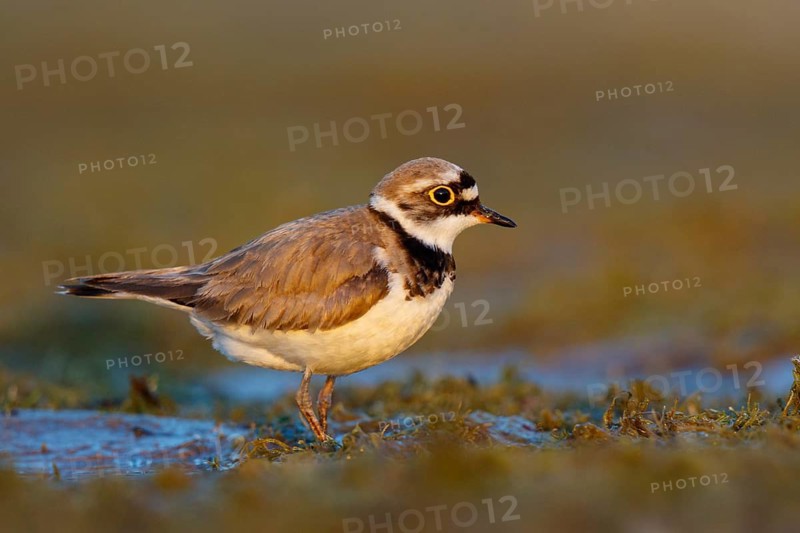 Little Ringed Plover (Charadrius dubius) male, North Rhine-Westphalia, Germany
