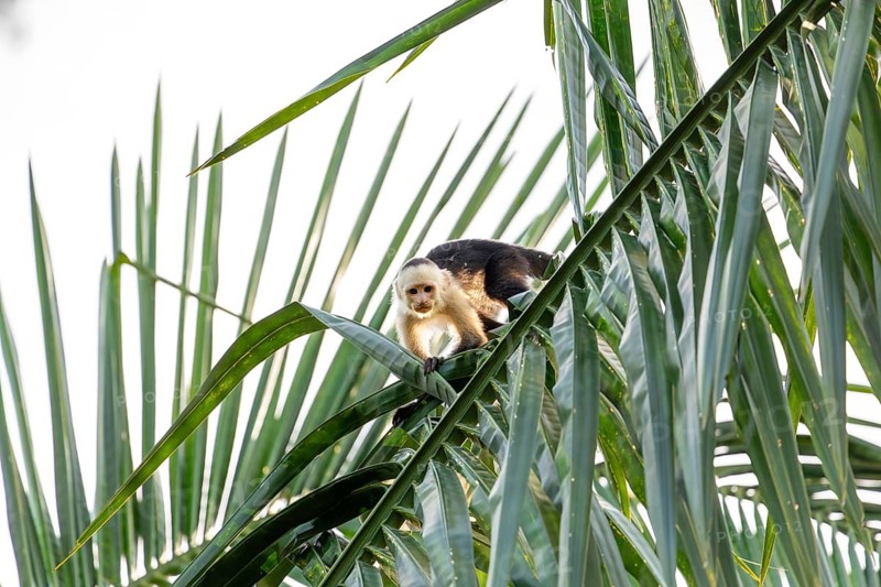 Capuchin monkey walks on a palm tree in the jungle, Osa Peninsula, Puntarenas, Costa Rica