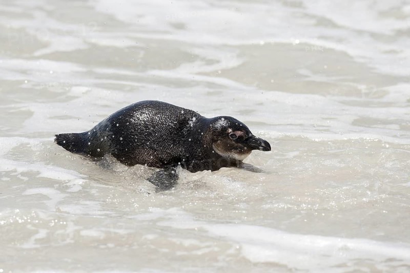 African Penguin (Spheniscus demersus) on beach, South Africa