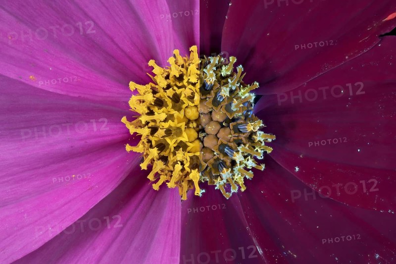 Jewelled basket (Cosmos bipinnatus), pollen leaves and pistils, UV light, Germany