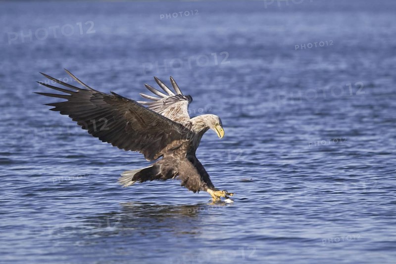 White-tailed Eagle (Haliaeetus albicilla) flying, Mecklenburg-Western Pomerania, Germany