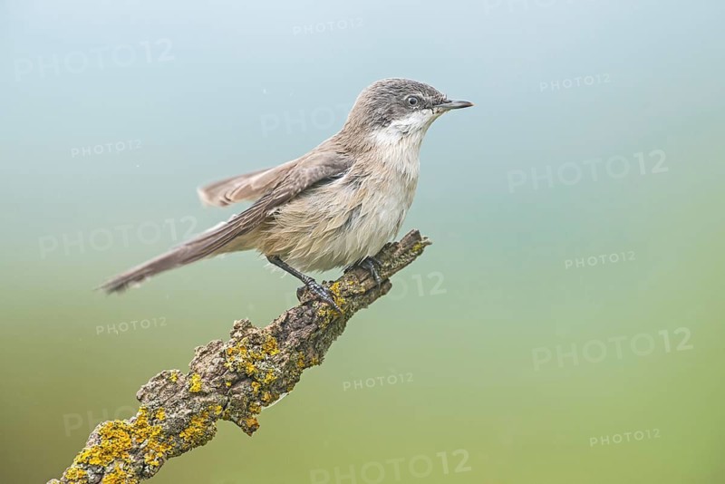 Lesser Whitethroat (Sylvia curruca) perched on lichen branch, Aosta Valley, Italy