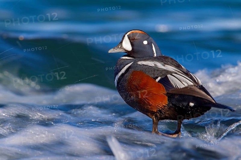 Ruffed Duck, (Histrionicus histrionicus), Animals, Birds, Ducks, Duck family, Male, Drake, Skútustaðir, Norðurland Eystra, Iceland