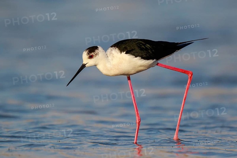 Black-winged Stilt (Himantopus himantopus) foraging, Lesvos, Greece