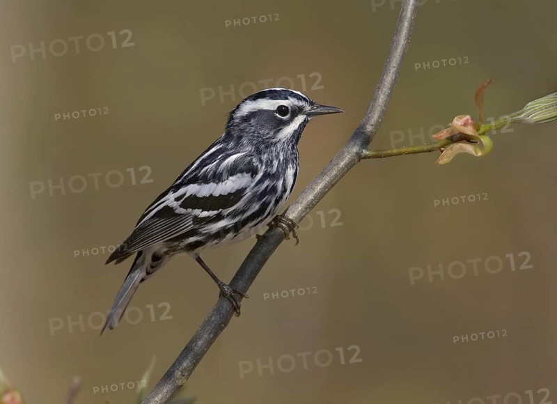 Black-and-white Warbler (Mniotilta varia), Ohio, USA