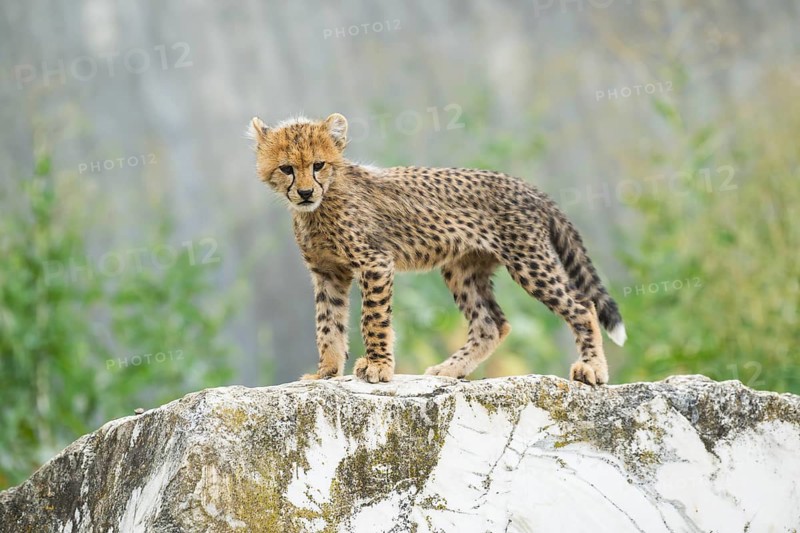 Cheetah (Acinonyx jubatus) youngster standing on a rock, captive, occurrence Africa