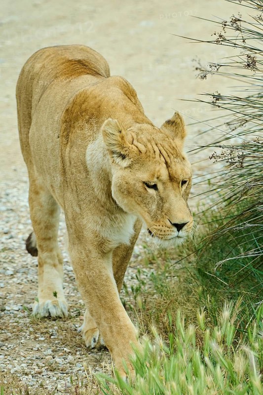 Asiatic lion (Panthera leo persica), female, captive, distribution africa