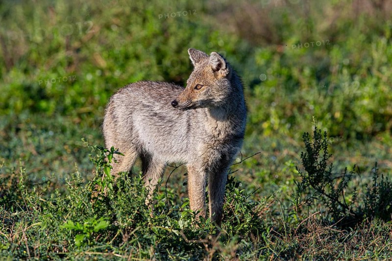 Side-striped Jackal (Canis adustus) Ndutu Aerea Tanzania March