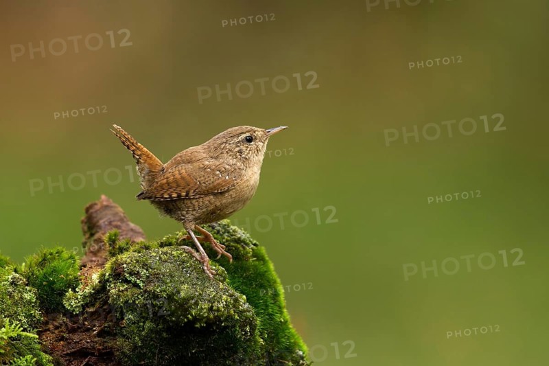 Eurasian Wren (Troglodytes troglodytes), Utrecht, Netherlands