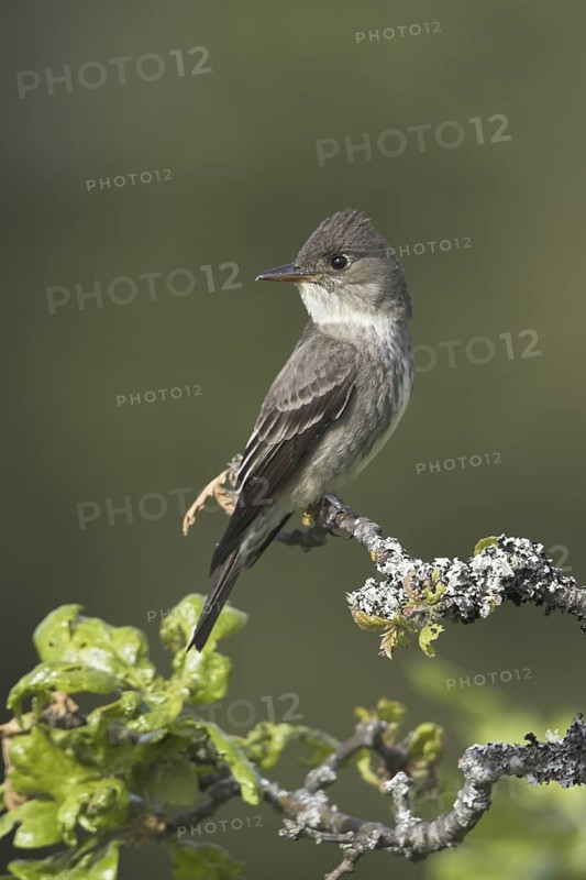 Olive-sided Flycatcher (Contopus cooperi), British Columbia, Canada