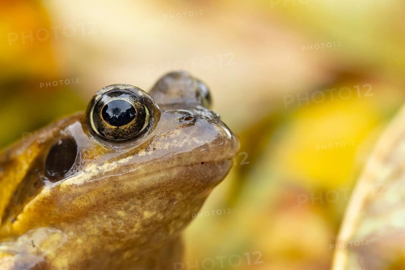 Common frog (Rana temporaria) adult amphibian amongst fallen autumn leaves, England, United Kingdom