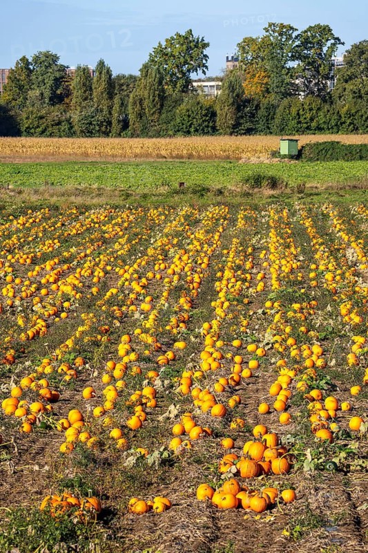 Pumpkin field, ripe pumpkins, shortly in front of harvest, near Neuss, North Rhine-Westphalia, Germany
